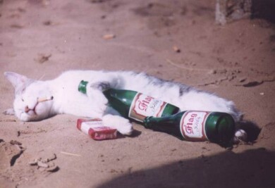 a-cats-thats-wasted