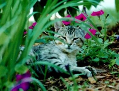 Images89