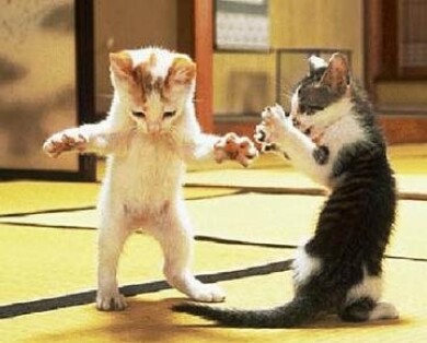 Baby-cats