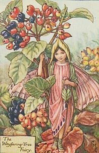 Vintage-Flower-Fairies139