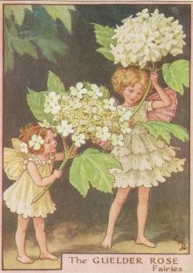 Vintage-Flower-Fairies053