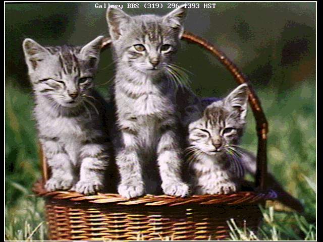 Cats-Three-Kittens