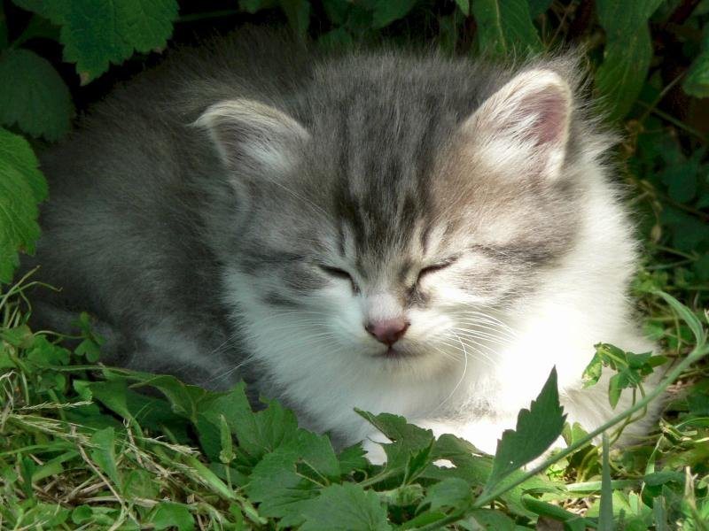 Image035