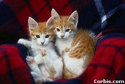 Two-Kittens