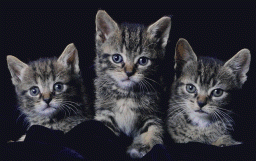 kittens